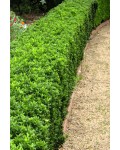 Бруслина японська Грін Спайр | Euonymus japonica Green Spire | Бересклет японский Грин Спайр
